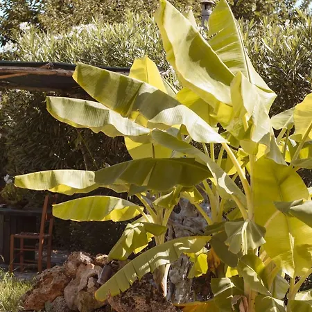 Harmony Corfu & Lejlighed *